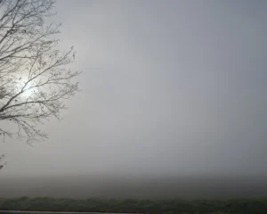 Nebel, Baum